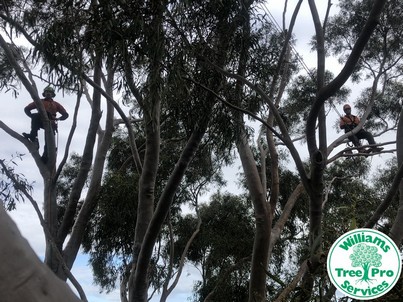 Tree Pruning - 2 climbers